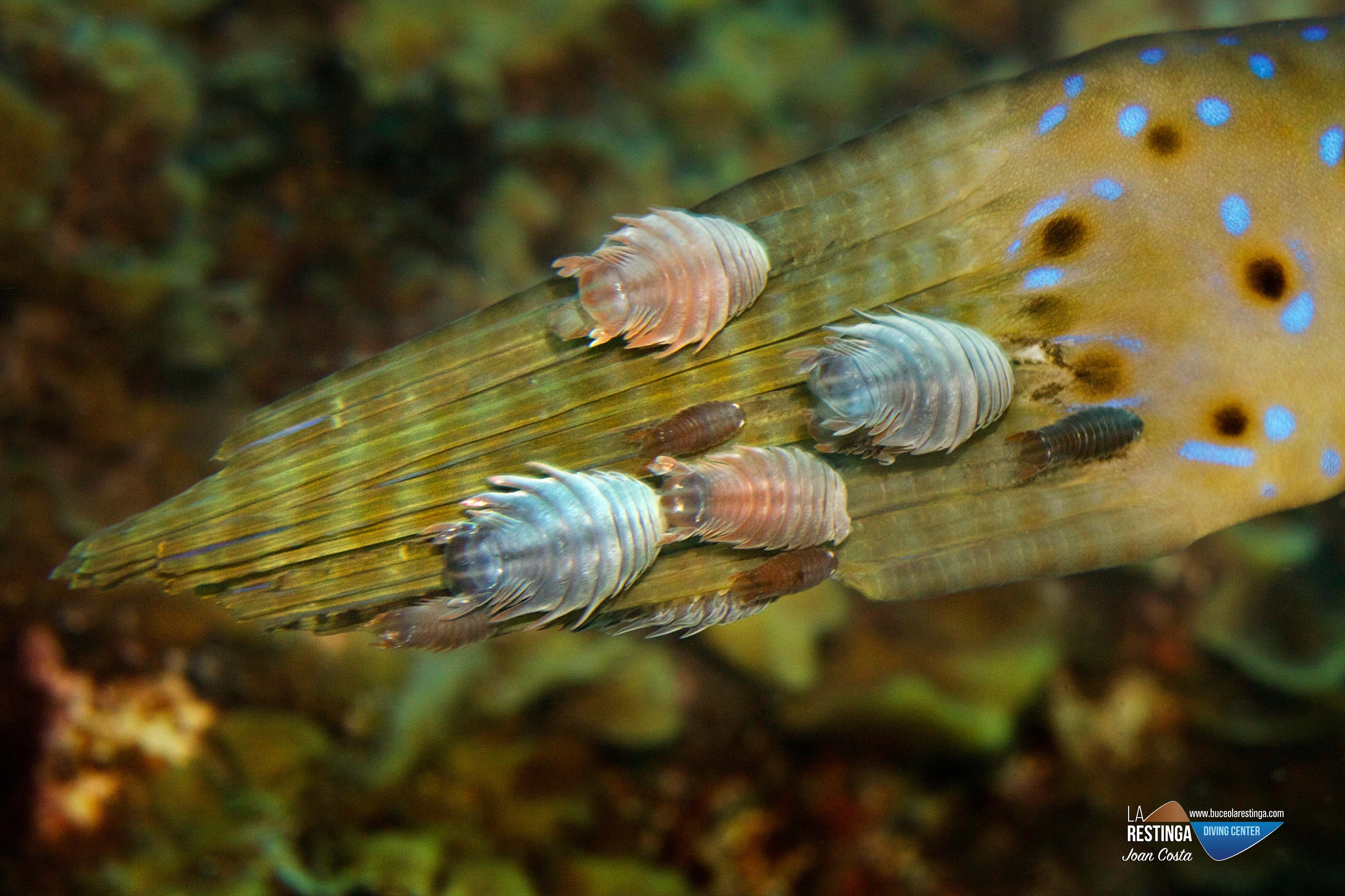Los piojos de mar (Anilocra Physodes)